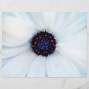 Flyer margarida africana