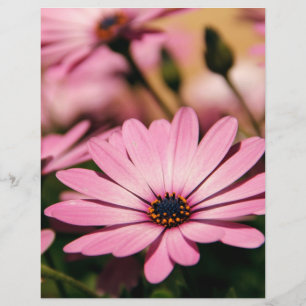 Flyer Margarida Africana Roxa