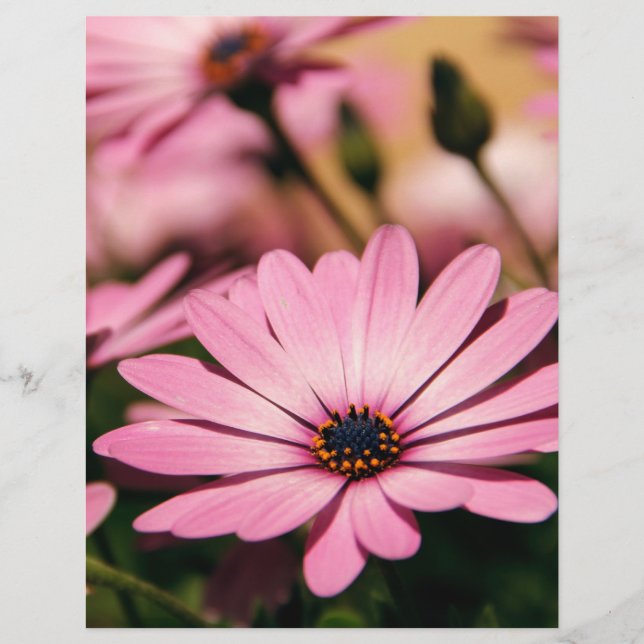 Flyer Margarida Africana Roxa (Frente)