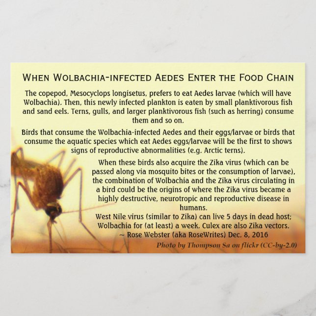 Flyer Os fatos: Aedes Infectados por Wolbachia por RoseW (Frente)