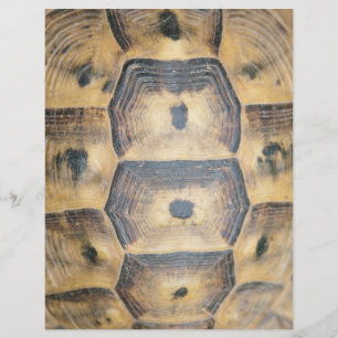 Flyer Padrão Tortoise Shell