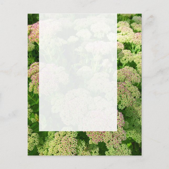 Flyer Painel 0108 - Sedum "Alegria de outono" (Frente)