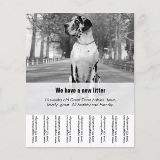 Flyer Para vender cachorros da raça Dogue Alemão