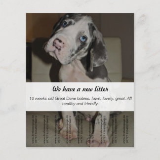 Flyer Para vender cachorros Dane