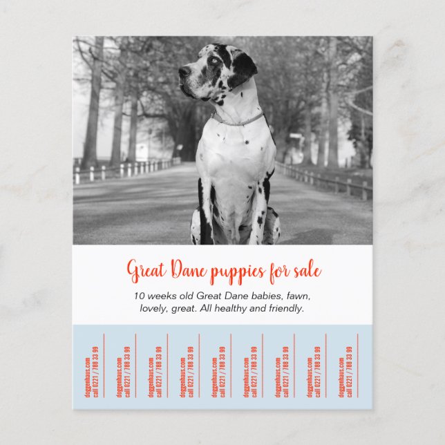 Flyer Para vender o Dane Puppies (Frente)