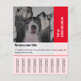 Flyer Para vender o Dane Puppies