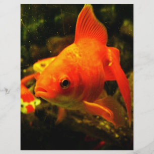 Flyer Peixe dourado