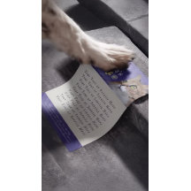 Pet Care Sentando Banho Alinhando Gato Salão