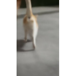 Flyer Pet Care Sitting Bathing Grooming Salon Comida Com