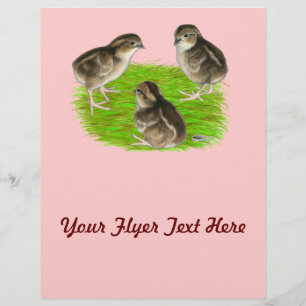 Flyer Pintinhos Bobwhite Quail