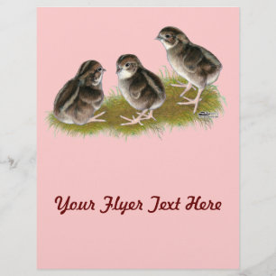 Flyer Pintinhos Coturnix Quail