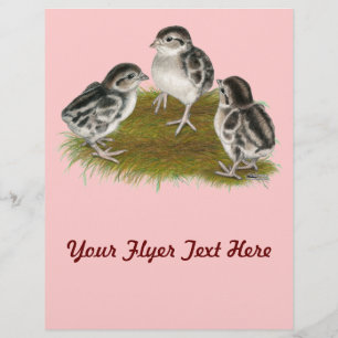 Flyer Pintinhos da perdiz de Chukar