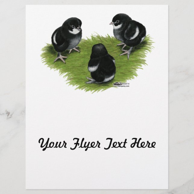 Flyer Pintinhos de cobre preto marans (Frente)