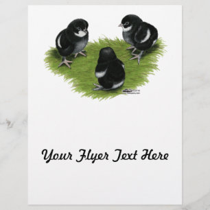 Flyer Pintinhos de cobre pretos de Marans