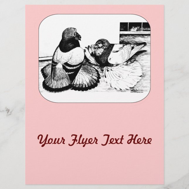 Flyer Pombos de Trompeter Ingleses (Frente)