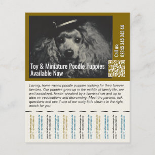 Flyer Poodle Voador