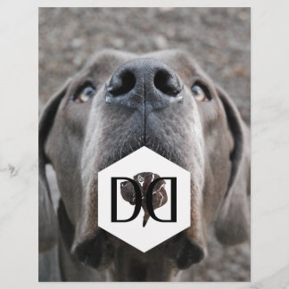 Flyer Pôster de Criador de Great Danes