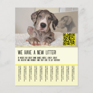 Flyer Pôster de Venda de Filhotes de Dogue Alemão
