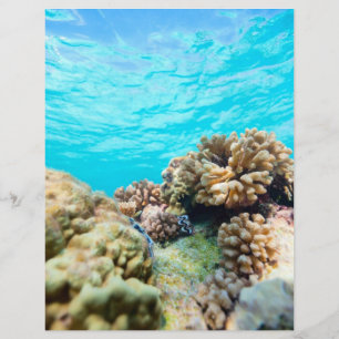 Flyer Recife coralino