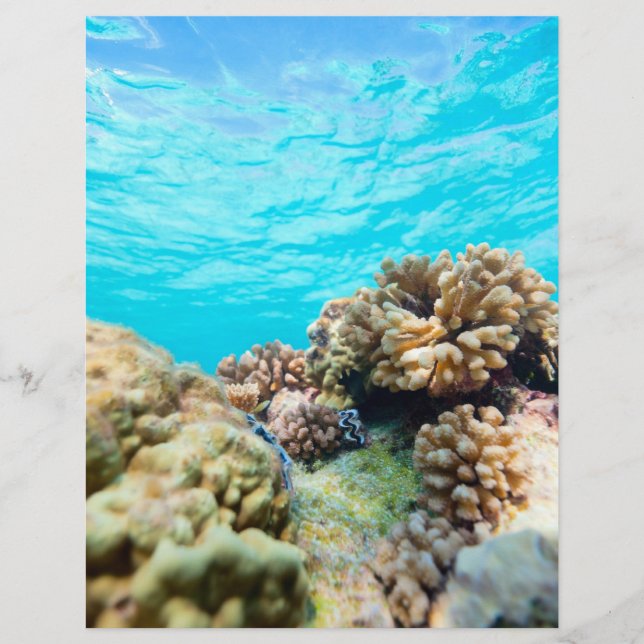 Flyer Recife coralino (Frente)