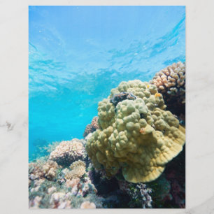 Flyer Recife de coral