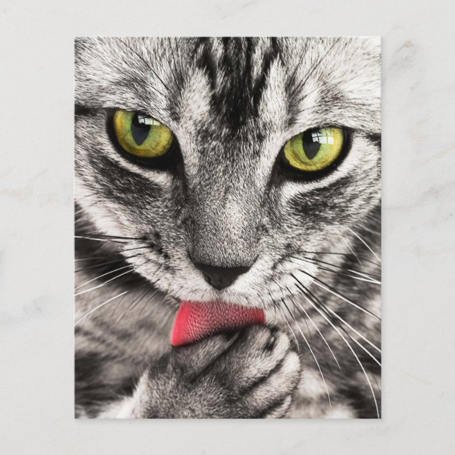 Flyer Retrato de Cat (Frente)