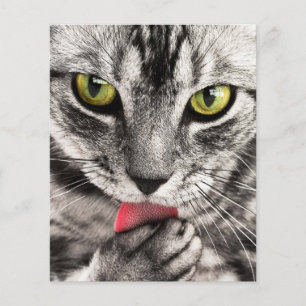 Flyer Retrato de Gato