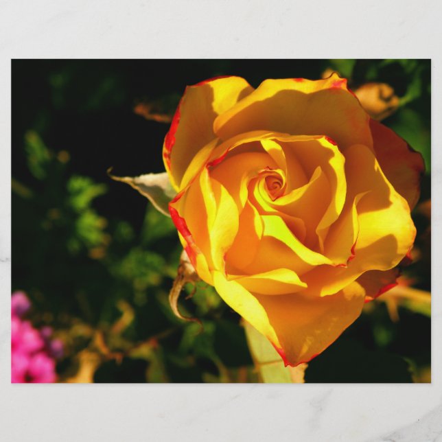 Flyer Rosa laranja (Frente)