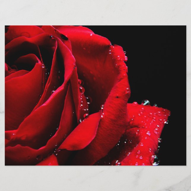 Flyer Rosa vermelha (Frente)