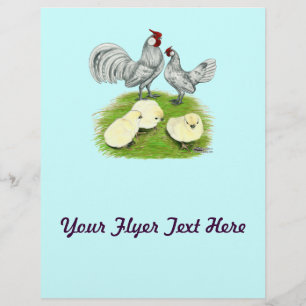 Flyer Rosecomb Bantams e pintinhos