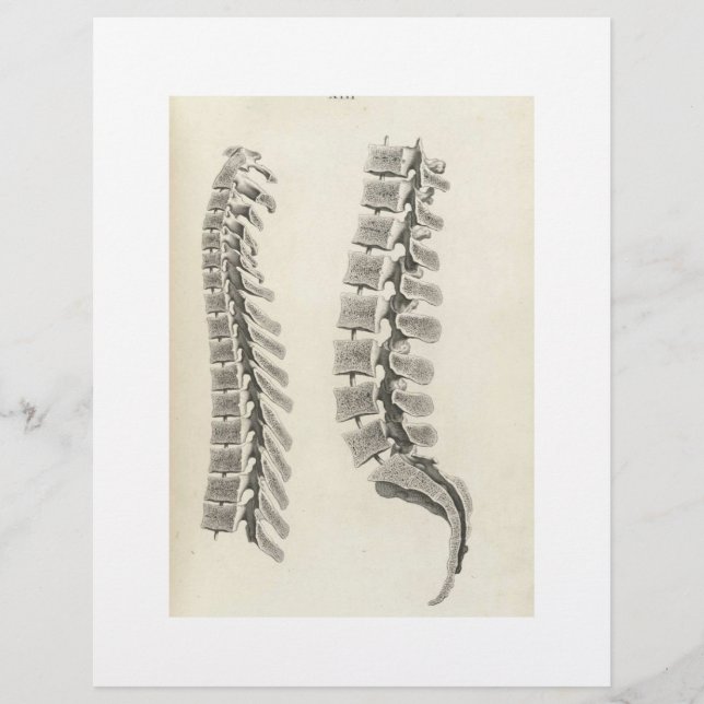 Flyer Tiragem das vértebras (Frente)