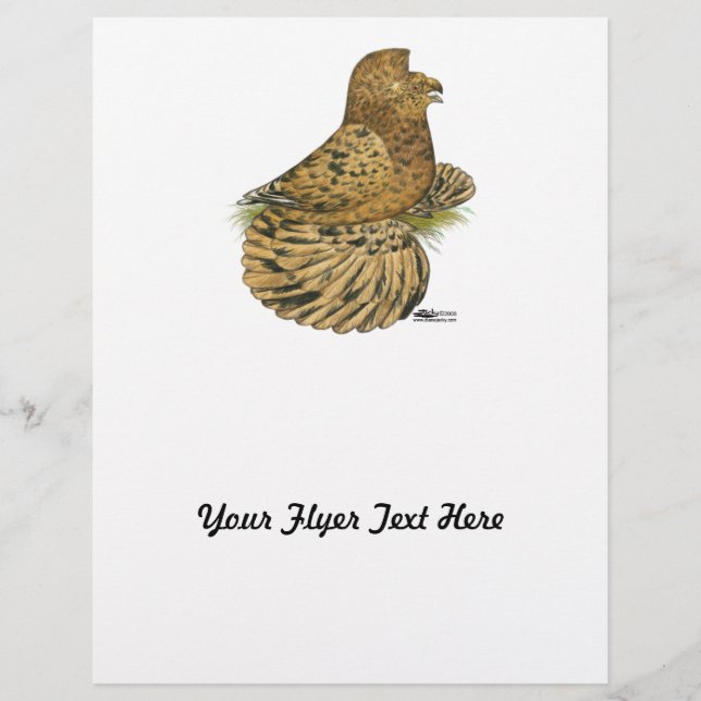 Flyer Trumpeter Pigeon Almond (Frente)