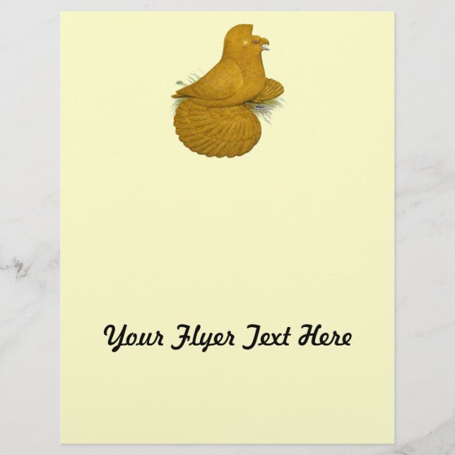 Flyer Trumpeter Pigeon Amarelo (Frente)