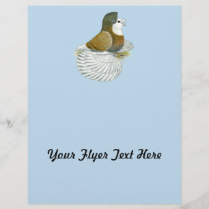 Flyer Trumpeter Pigeon AOC Baldhead