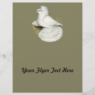 Flyer Trumpeter Pigeon White