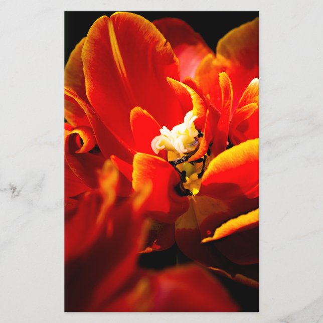 Flyer Tulipas vermelhas fundo escuro (Frente)