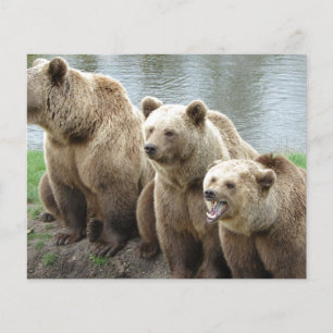Flyer Urso ursos animal personalizado aniversários