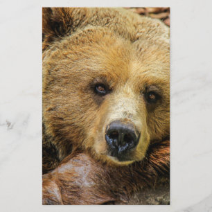 Flyer Urso ursos animal personalizado aniversários