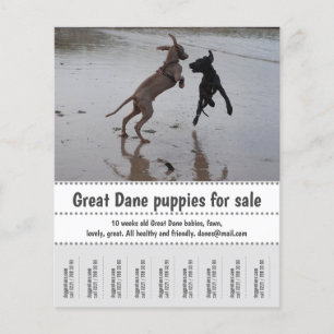 Flyer Vendedor de Poster