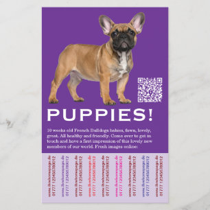 Flyer Vender Cachorros Bulldogues Franceses locais
