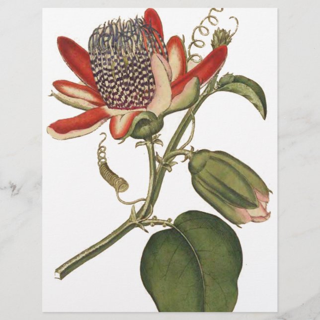 Flyer Vintage Passion Flower (Frente)