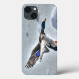 Flying Mallard Duck Drake 4 Wildlife Foto
