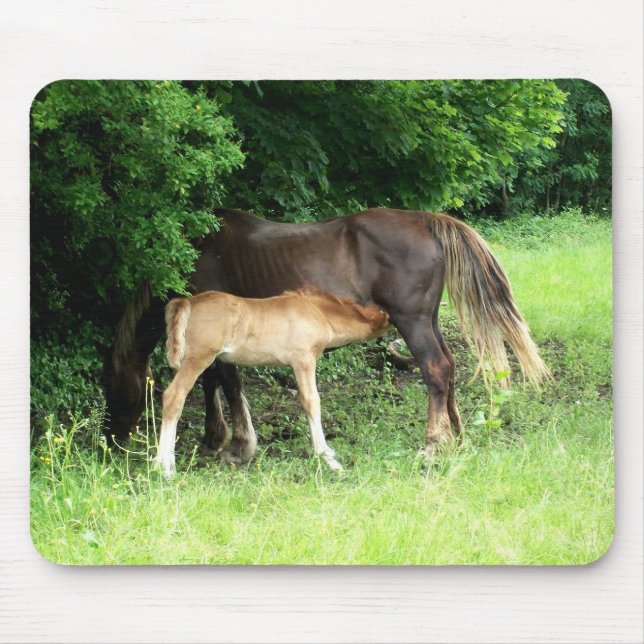 Foal Mousepad (Frente)