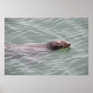 Foca-branca a nadar no mercado de peixe Poster