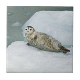 Foca-branca do porto na neve