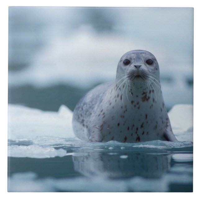 foca-comum-do-pacífico, Phoca vitulina richardsi (Frente)