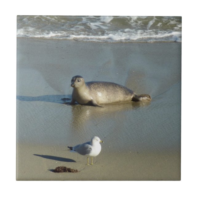 Foca-comum em La Jolla Califórnia (Frente)