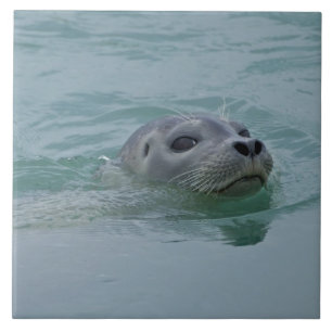 Foca-comum nadando no lago glacial Jokulsarlon