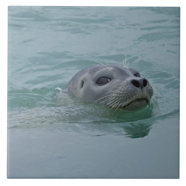 Foca-comum nadando no lago glacial Jokulsarlon (Frente)