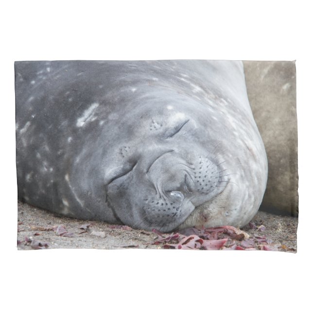 Foca-elefante que dorme (Frente)